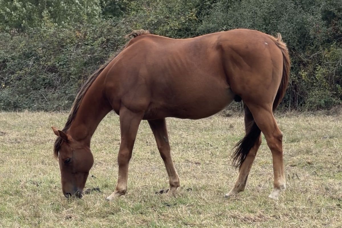 Musti grazing, October 2026