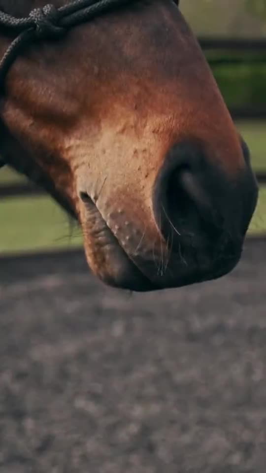 Close view of a horse's relaxed muzzle in daylight