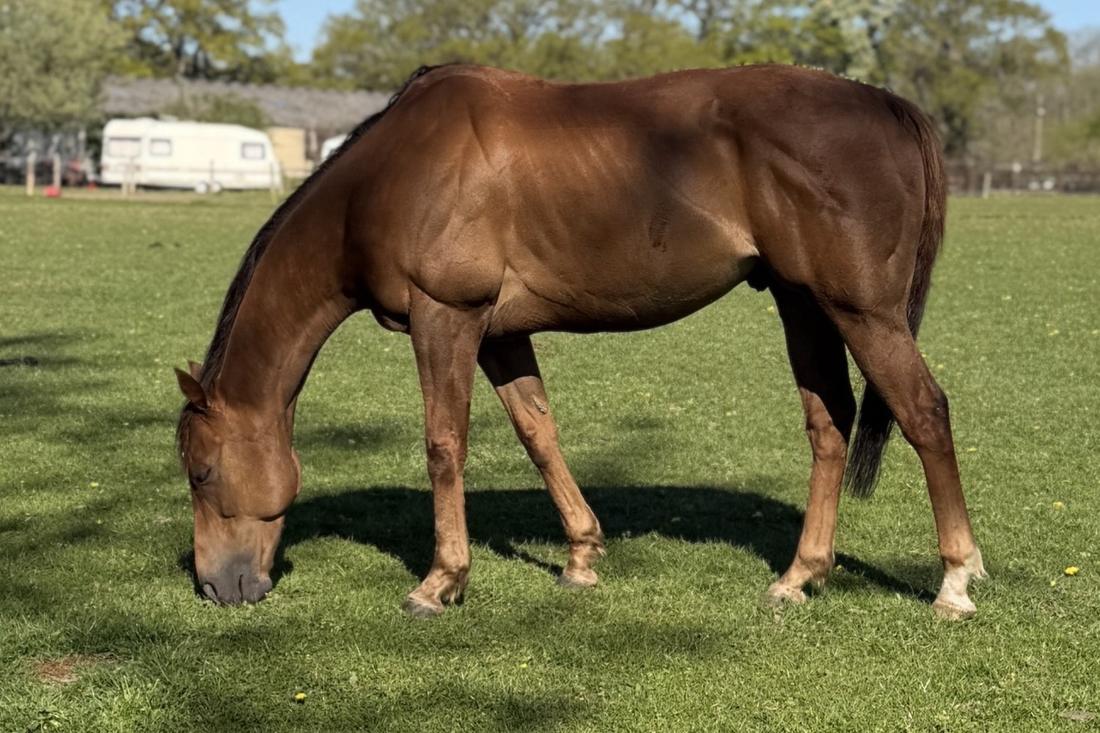 Musti grazing, April 2026