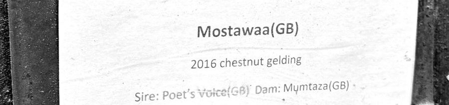 Mostawaa's stable name card: 2016 chestnut gelding, by Poet's Voice out of Mumtaza