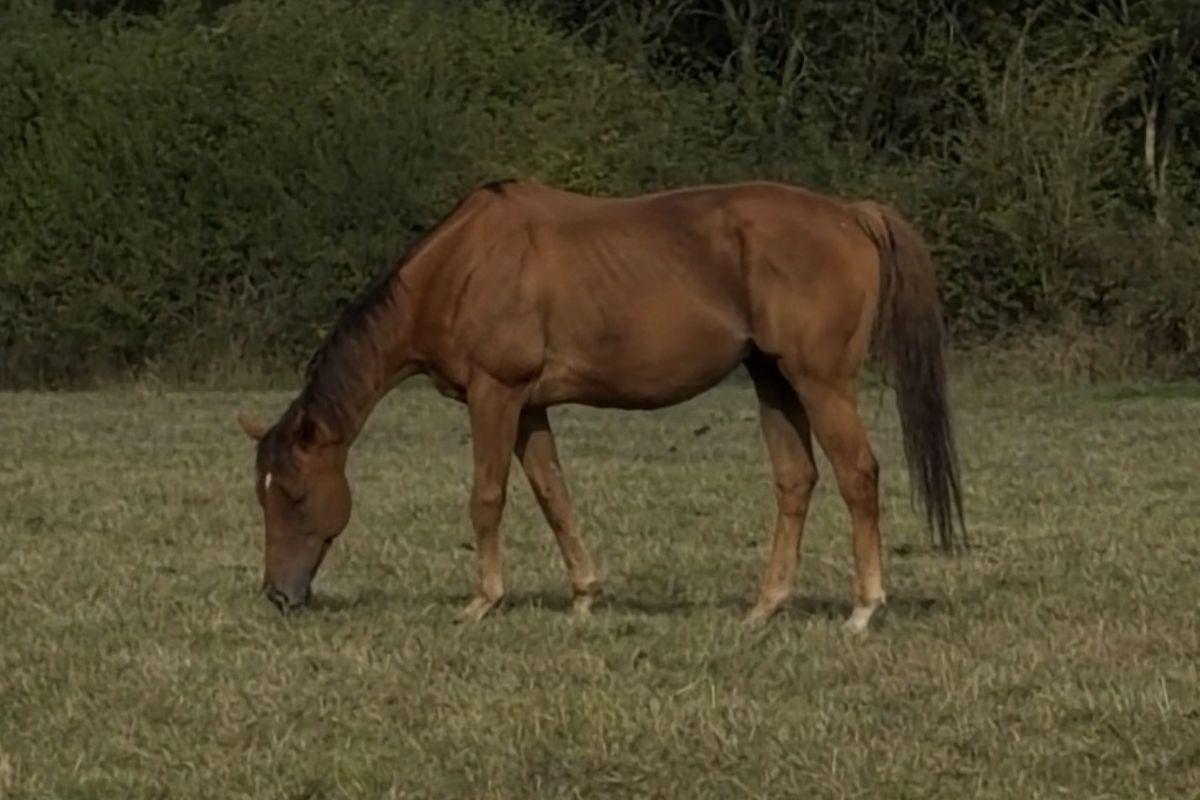 Musti grazing, September 2026