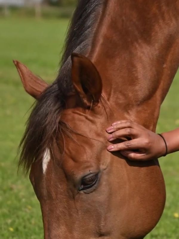 Arewa horse with a handler's hand on its neck
