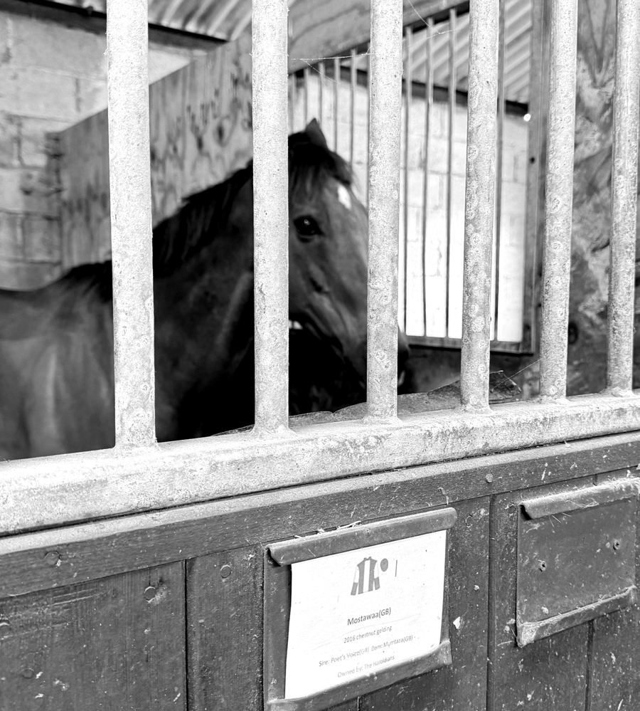 Mostawaa looking out over his stable door