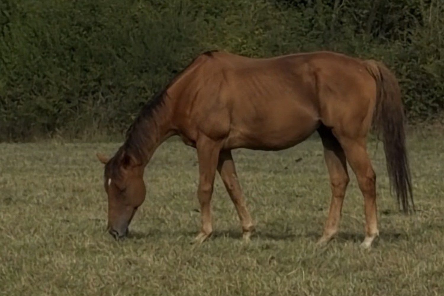 Musti, registered Mostawaa, the leaner horse grazing side-on during early conditioning in September 2026 on drier grass with the hedge behind, with read markers at the wither, topline, fascia and tail